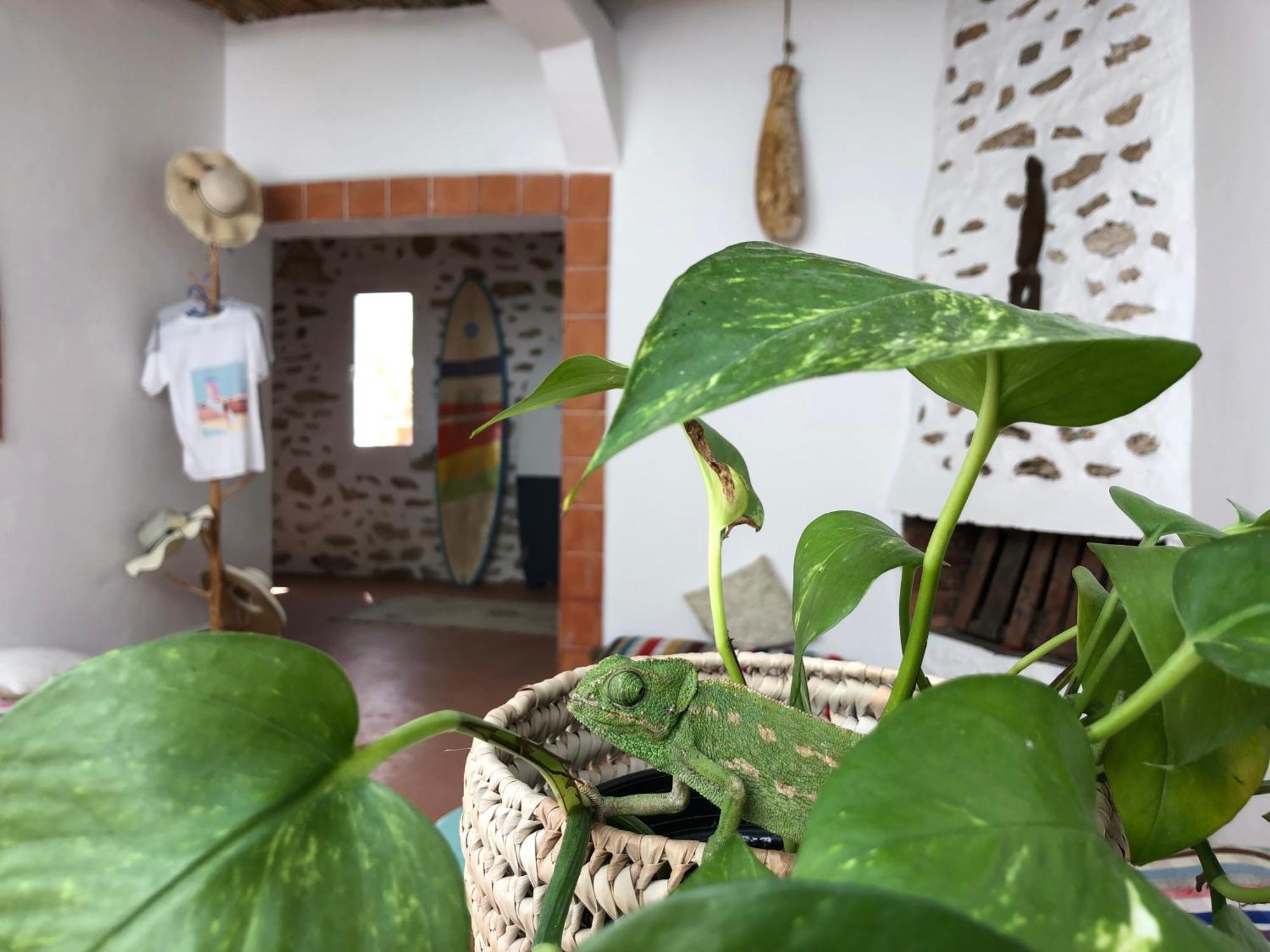 Surf Housemaroc Hostel Szavíra Kültér fotó